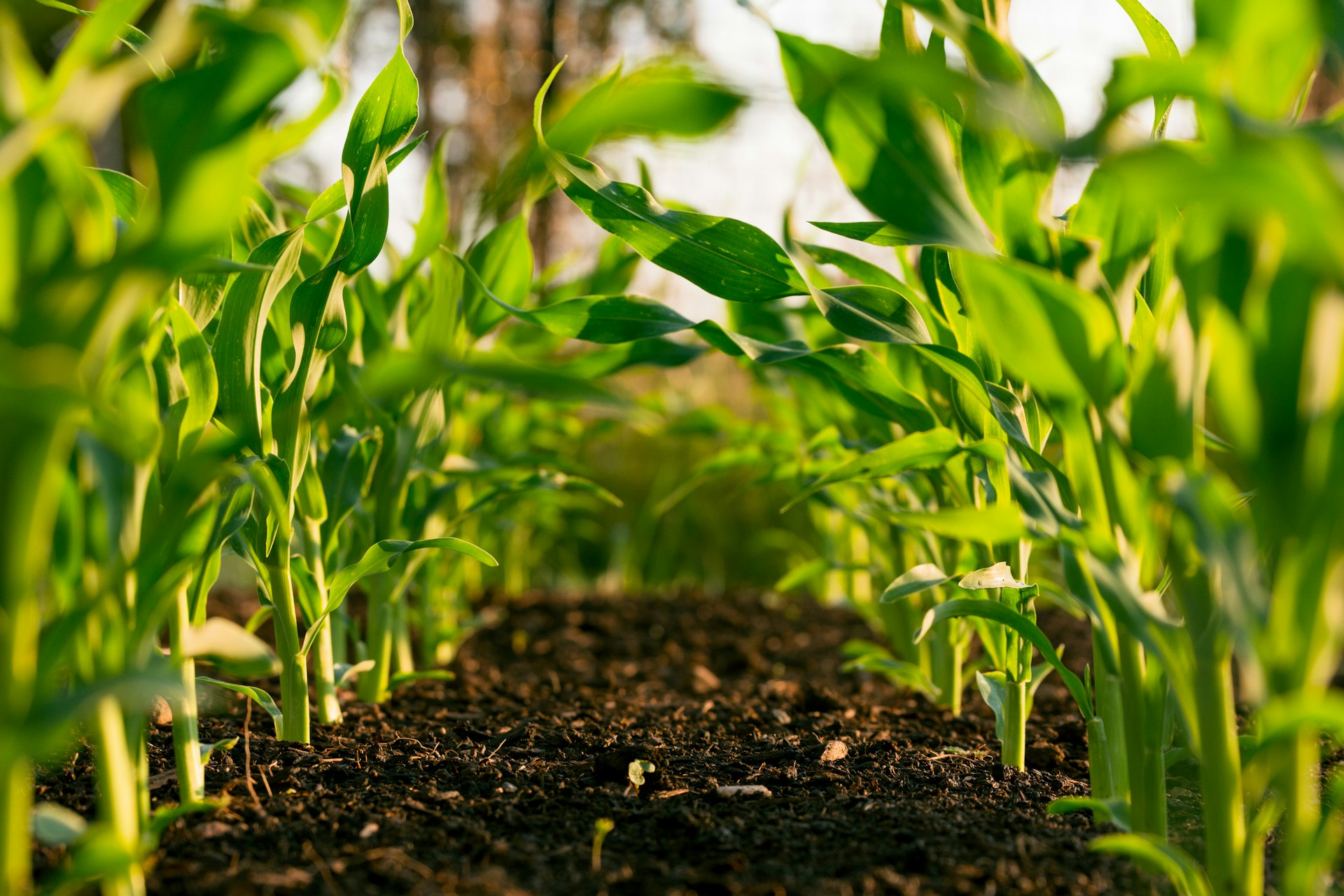 Agricultural field with green plants